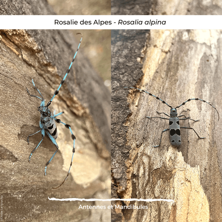 La Rosalie des Alpes (Rosalia alpina) ECHOSCIENCES CentreVal de Loire La Rosalie des Alpes (Rosalia alpina) ECHOSCIENCES CentreVal de Loire