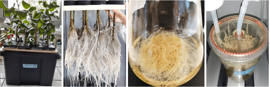 Procédés biotechnologiques de culture hydroponique et de culture in vitro de chevelus racinaires (hairy roots) en milieu liquide ou en bioréacteur à immersion temporaire