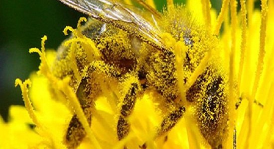 Lg pollinisation nicolas guerin600